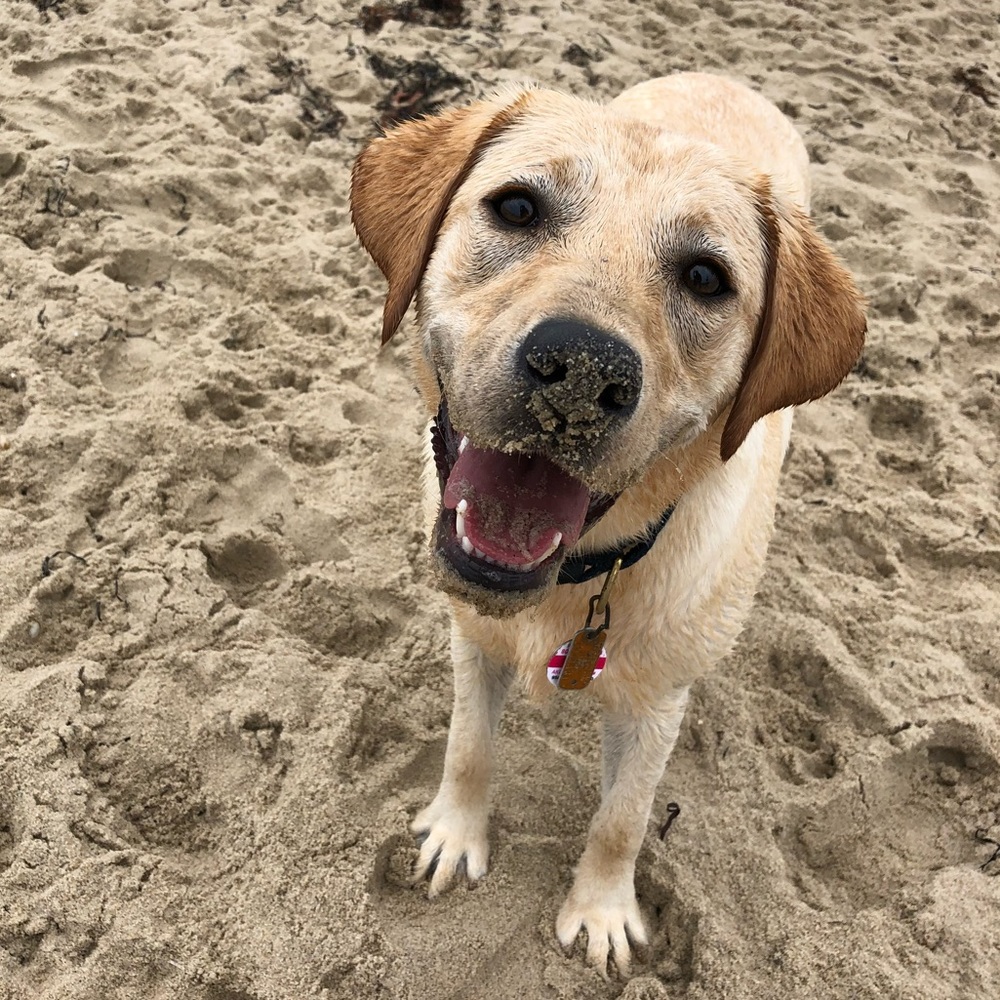 Meet your Posher, Abigail